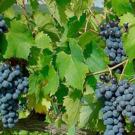 Bauernhof Podere Montese *