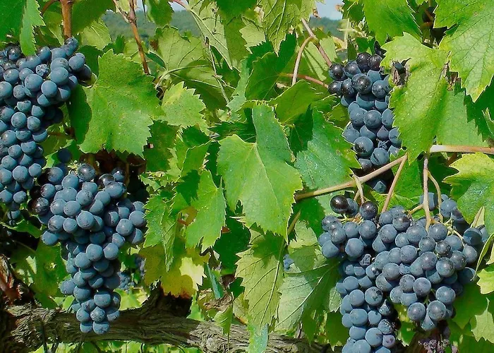 Фермерский дом Podere Montese Country House *